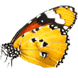 https://antalyakopekoteli.com.tr/wp-content/uploads/2019/08/butterfly.png